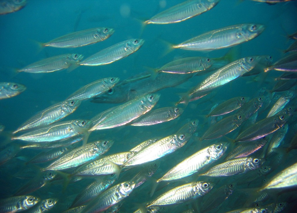 Our response to MCS report on sustainability of mackerel