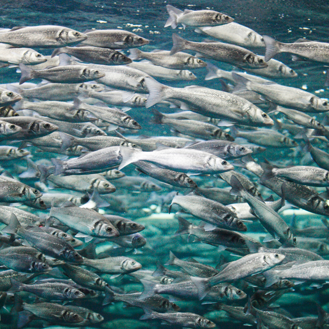 Why we need pelagic fish to meet the world’s growing protein needs